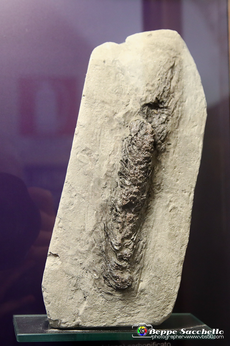 VBS_9062 - Museo Paleontologico - Asti.jpg